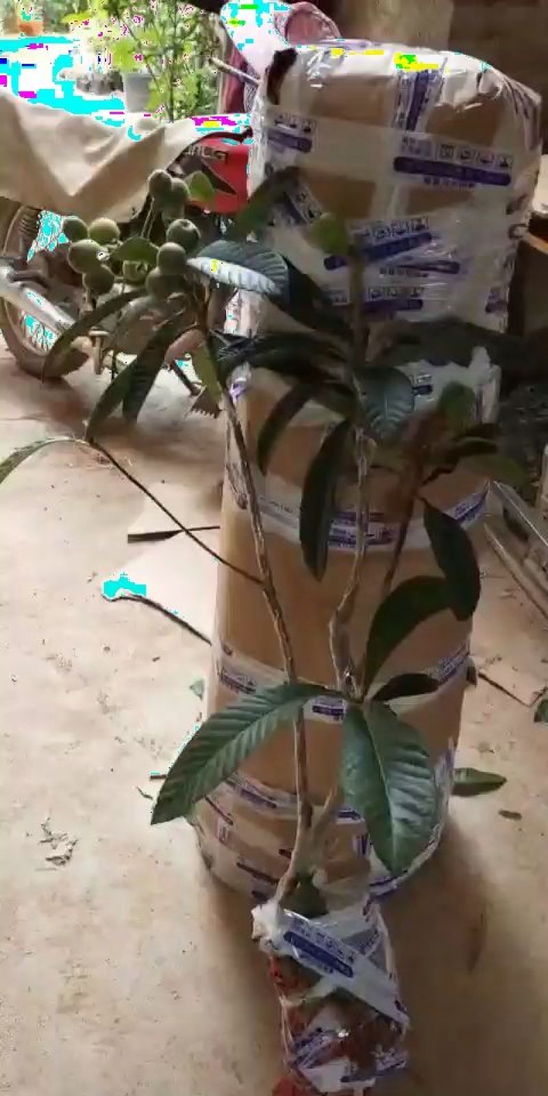 桑树苗大桑大十果桑苗大桑果树苗