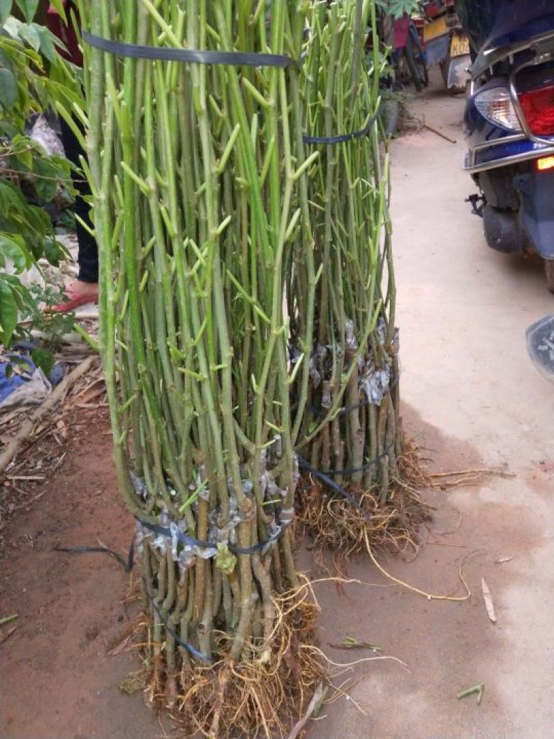 桑树苗大桑大十果桑苗大桑果树苗