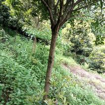 桂花树12~14cm2.5~3米2~3米
