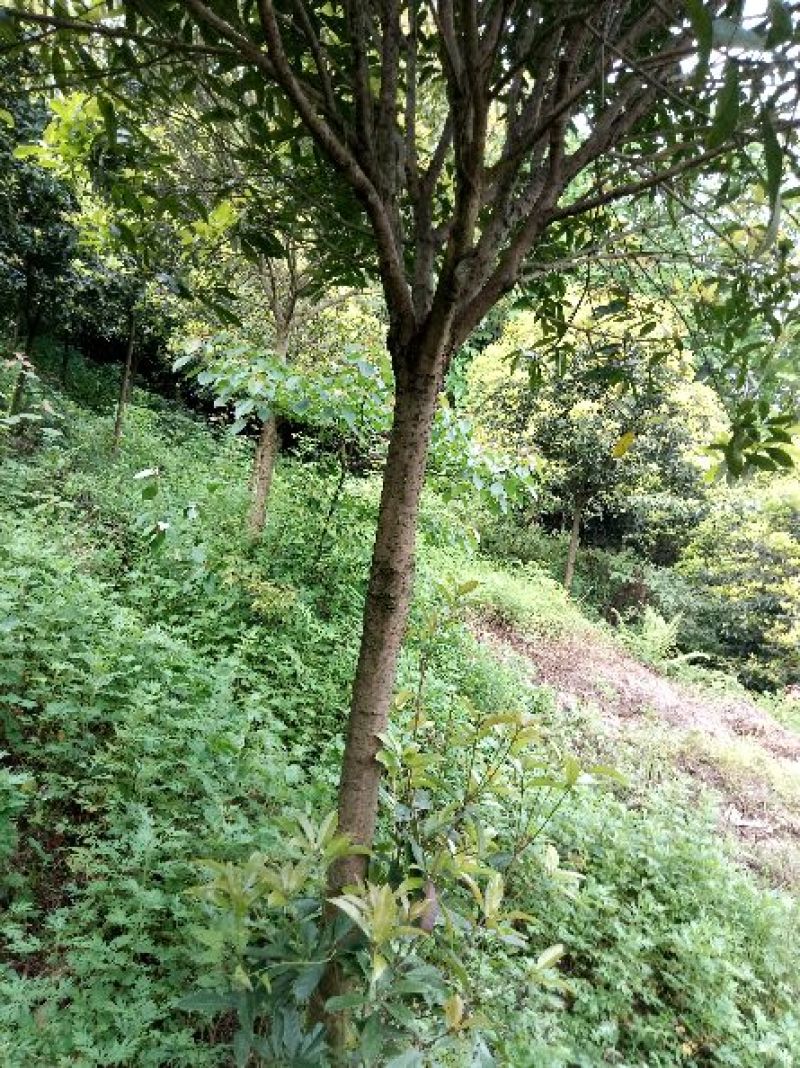 金桂花8-10cm2.5~3米2~3米