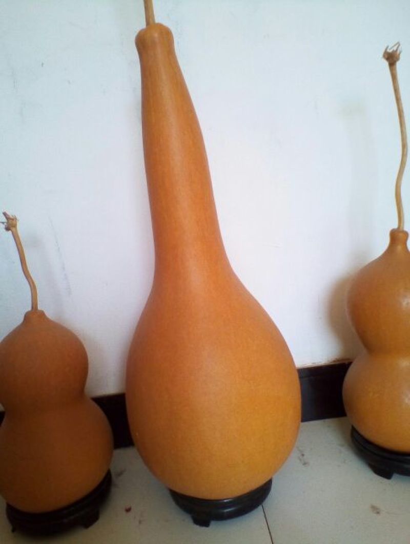福禄葫芦10~15cm