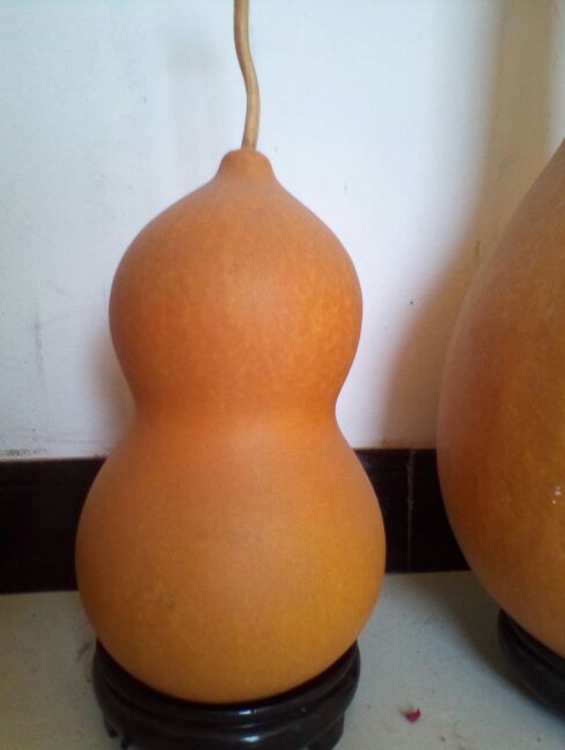 福禄葫芦10~15cm