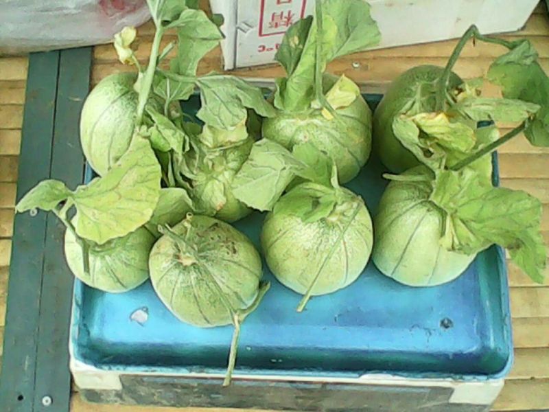 绿宝石甜瓜产地直供