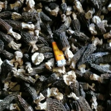 羊肚菌特级