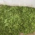豌豆荚7~8cm饱满