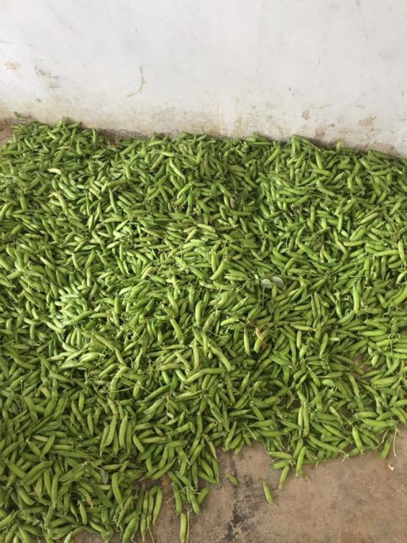 豌豆荚7~8cm饱满