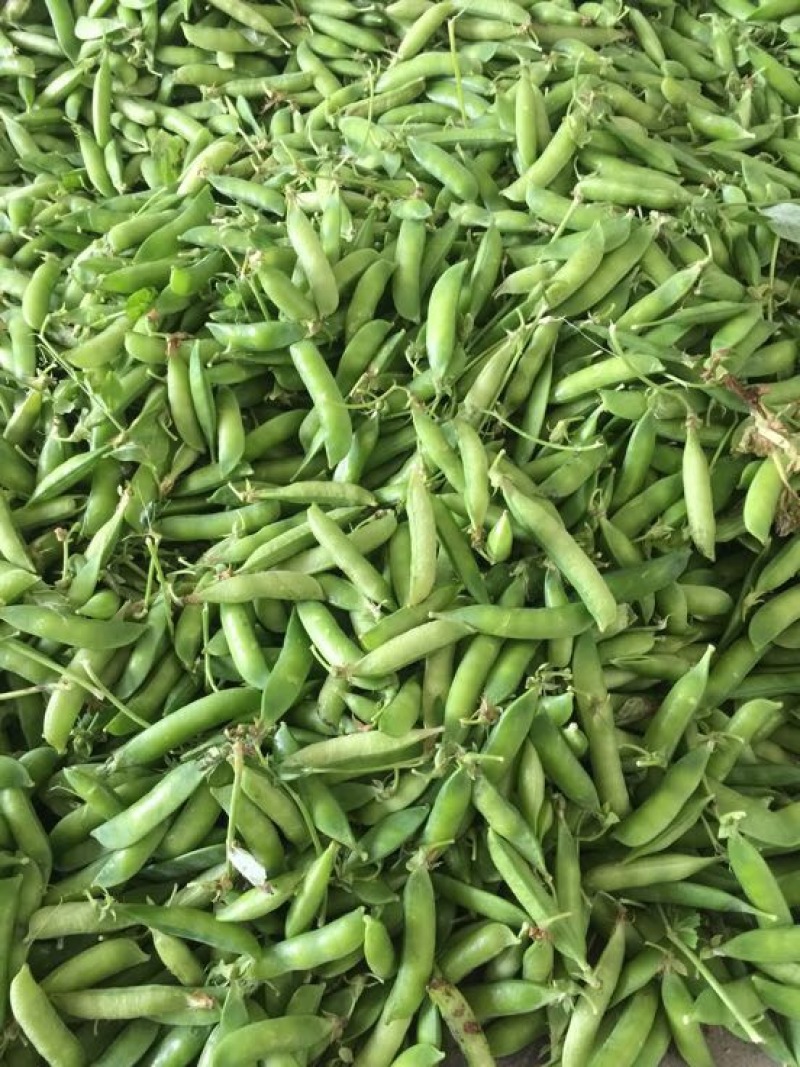 豌豆荚7~8cm饱满
