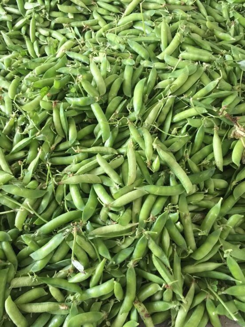豌豆荚7~8cm饱满