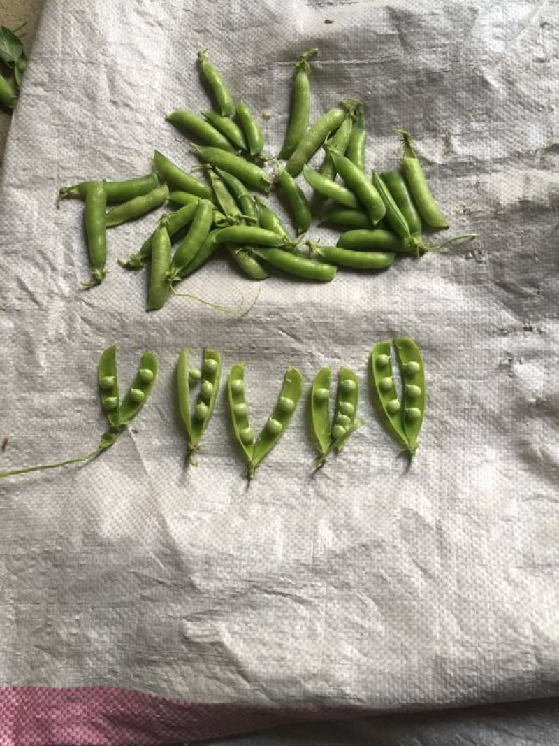 豌豆荚7~8cm饱满