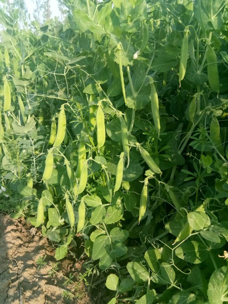 豌豆角大量上市南阳种植基地直发质量保证！
