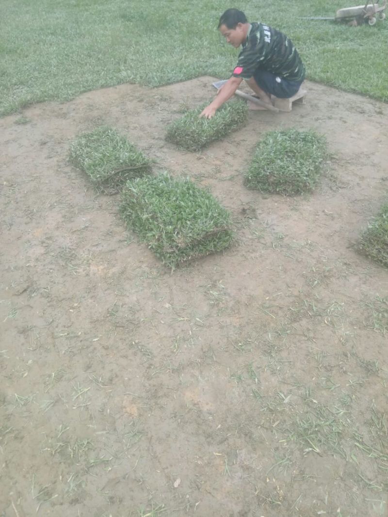 草皮