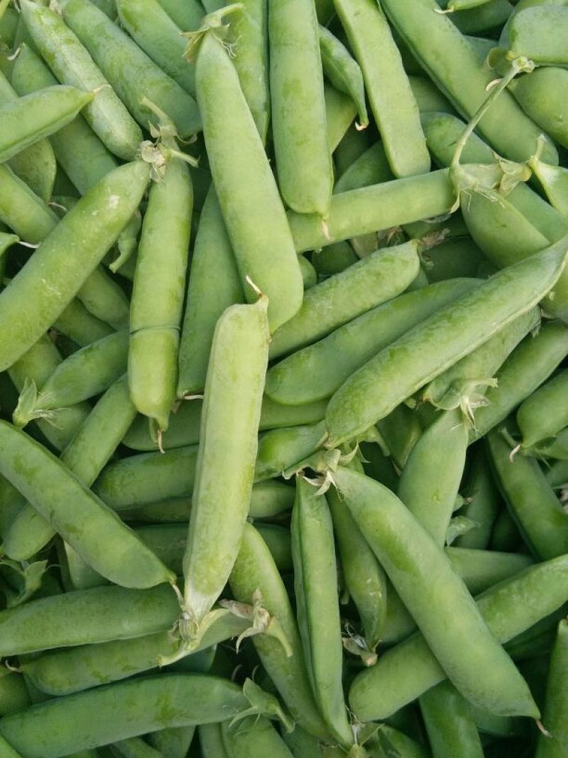 豌豆角大量上市南阳种植基地直发质量保证！