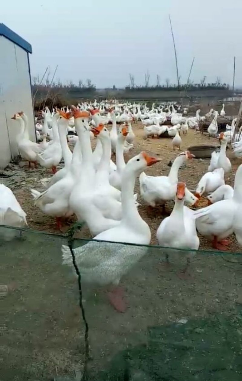 成年大白鹅肉鹅10~12斤