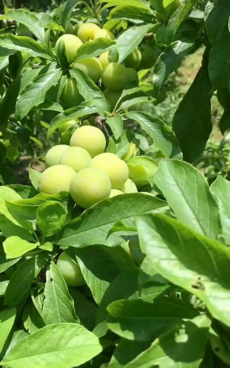 三华李树苗质量保障诚信合作一手货源基地直发欢迎来电合作