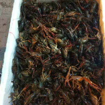 小龙虾稻田套养4-6钱（20-30克）食用活虾