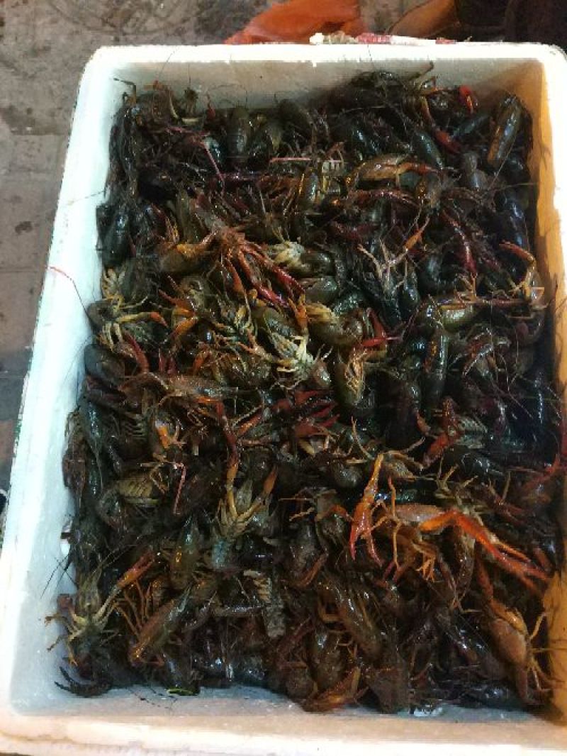 小龙虾稻田套养4-6钱（20-30克）食用活虾