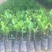 波罗蜜苗一号菠萝蜜嫁接苗易成活质量保障视频看货