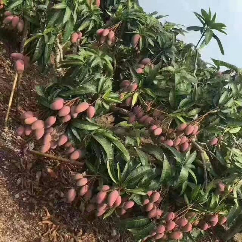 芒果苗1m以下四季芒金煌芒贵妃芒一手货源基地直发欢迎来电