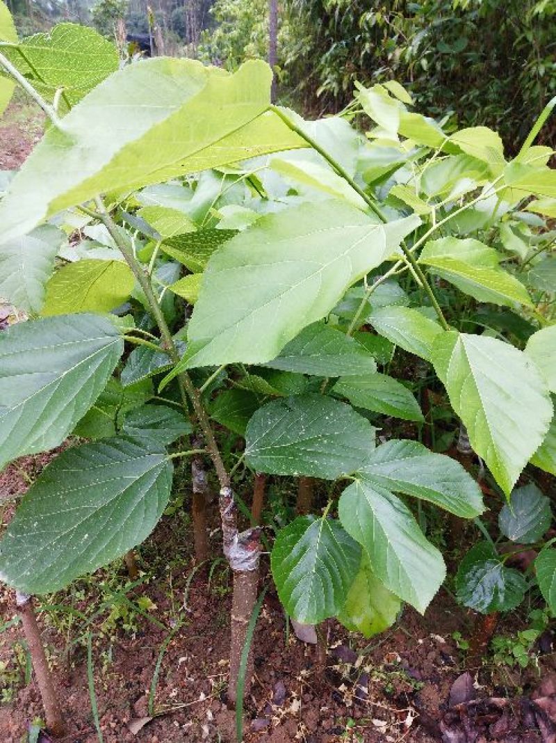 四季果桑树苗30~40cm