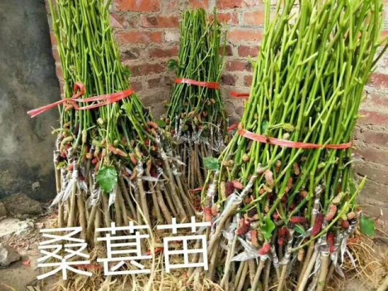 四季果桑树苗30~40cm