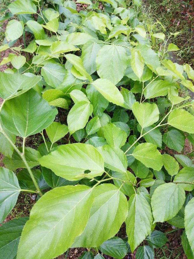 四季果桑树苗30~40cm