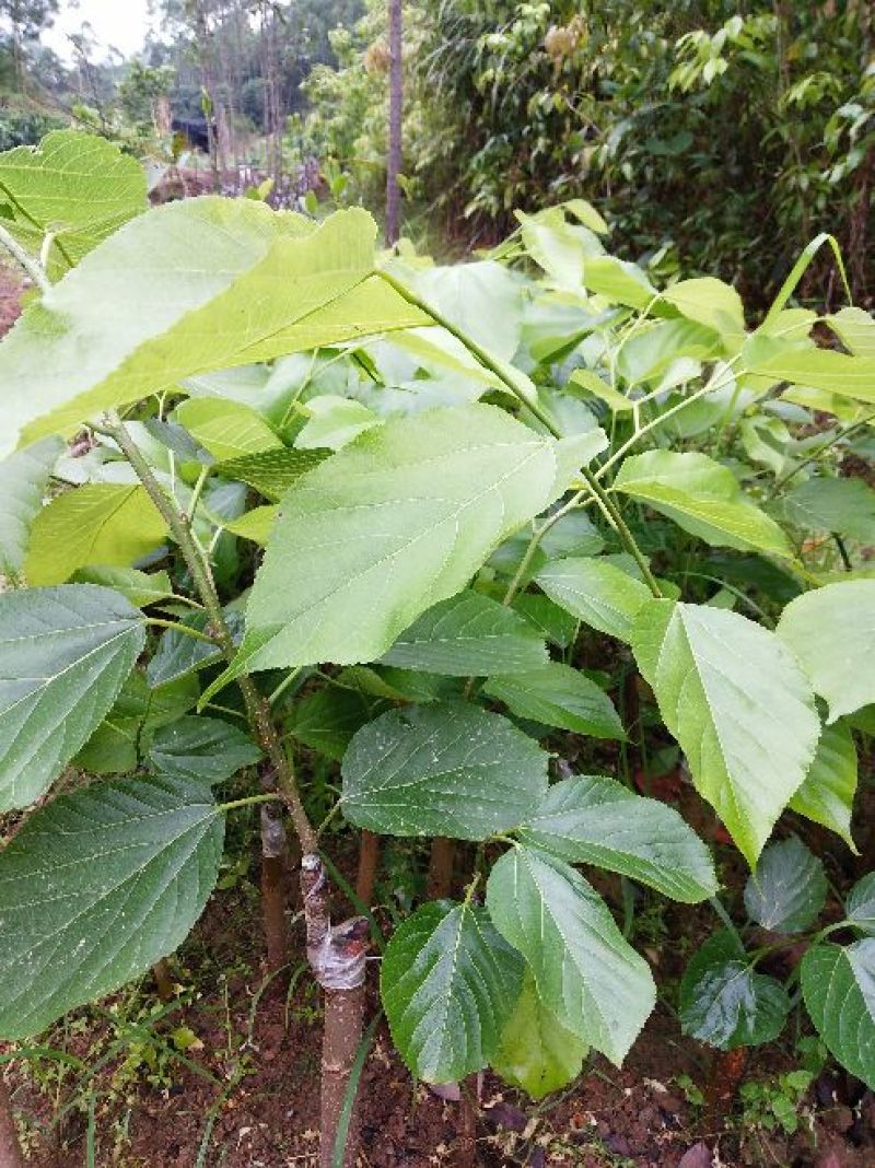 四季果桑树苗30~40cm