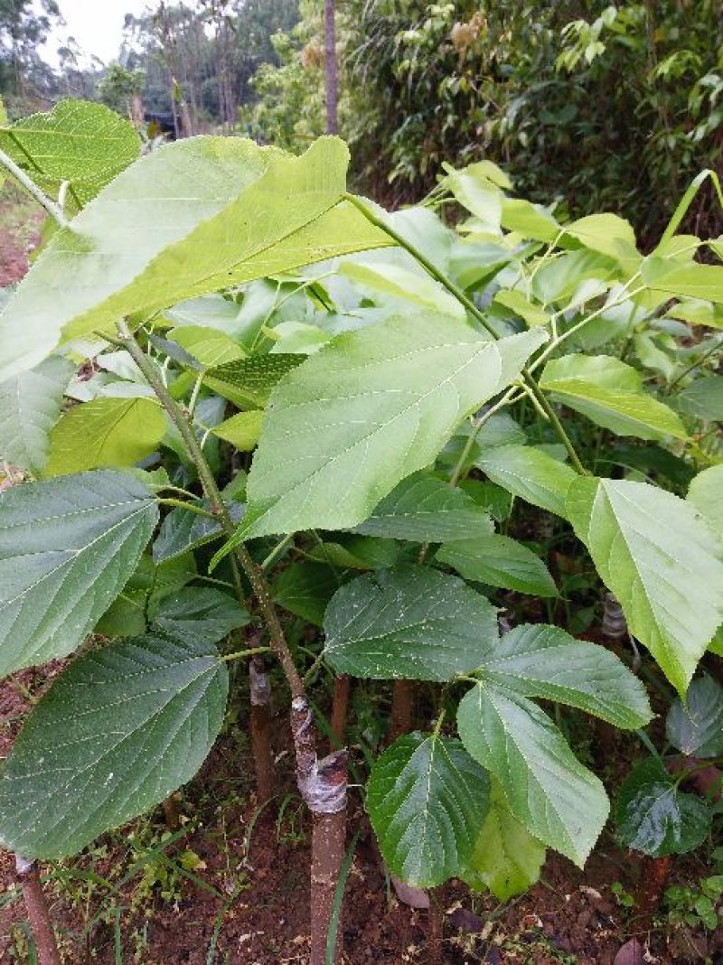 四季果桑树苗30~40cm