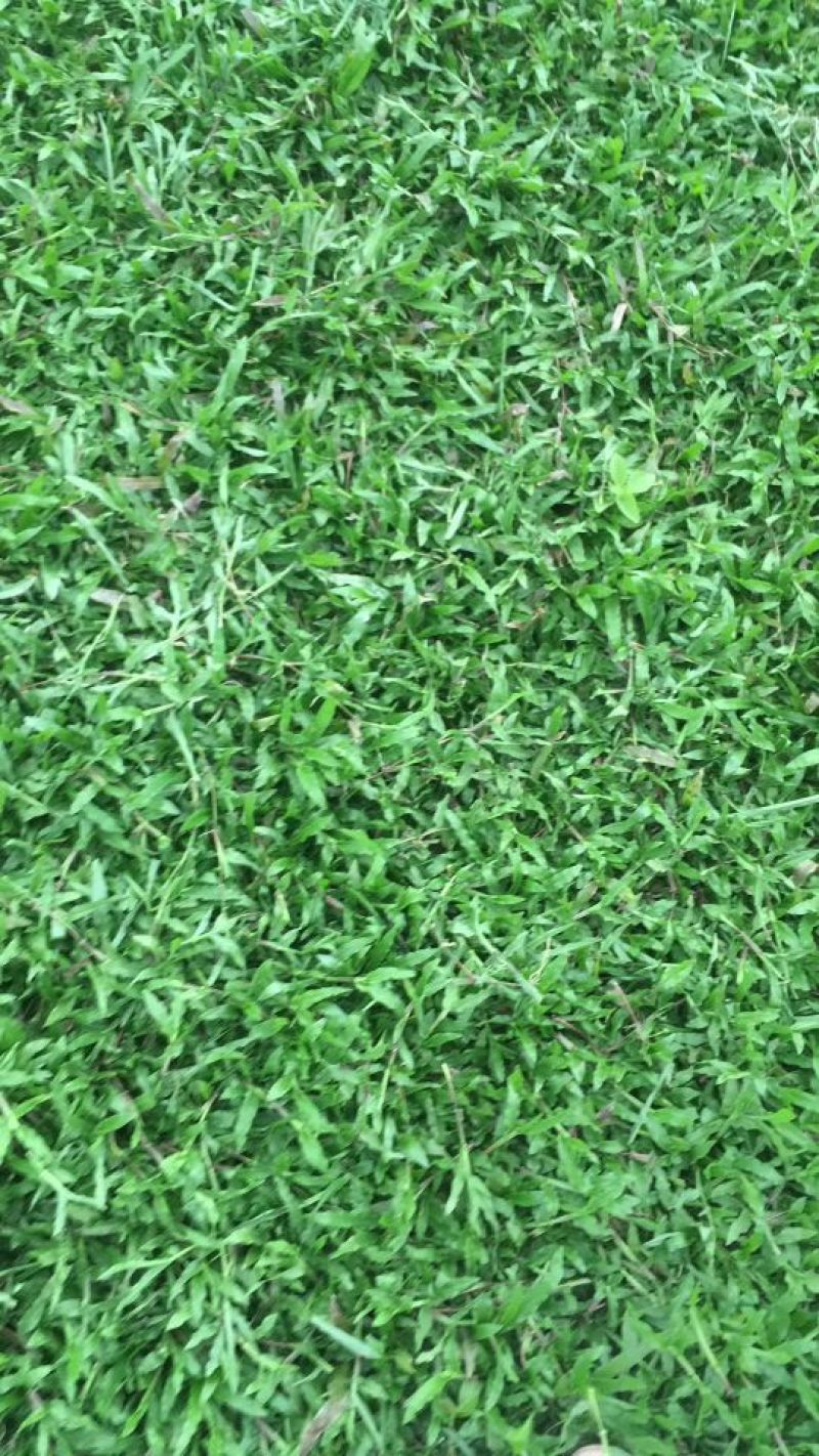 草皮