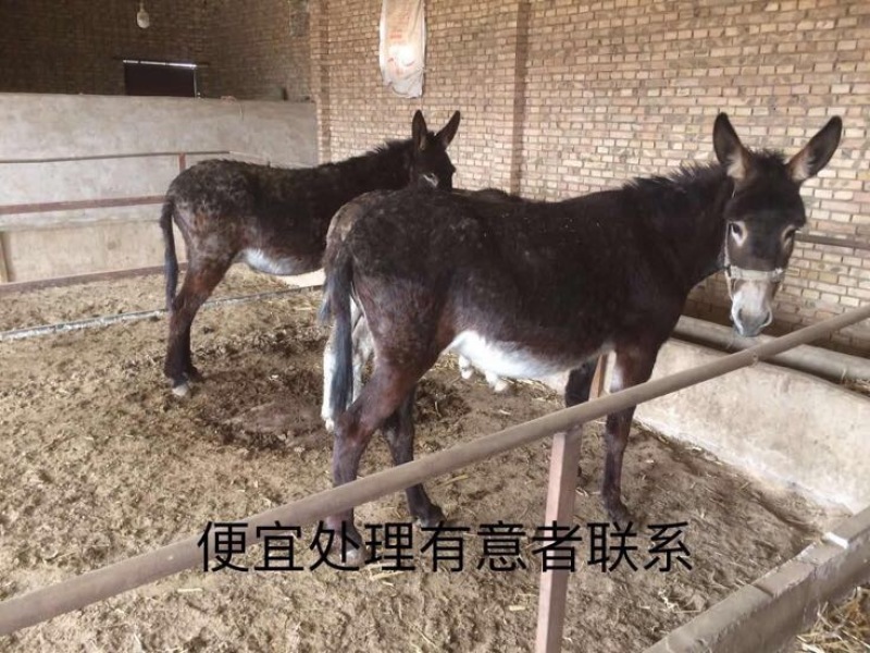 三粉驴500斤以上