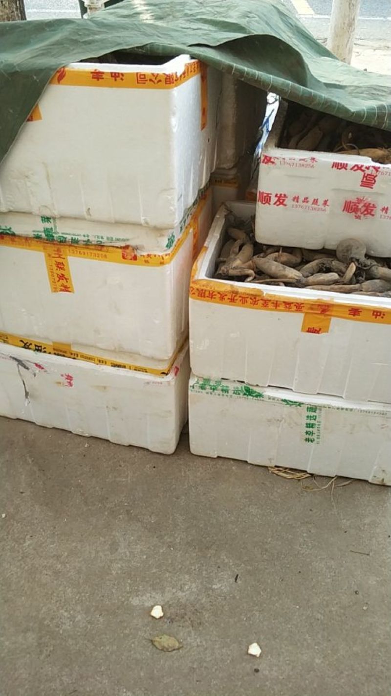 江西莲藕种苗太空36号种苗藕种白莲种苗高产籽莲品种种苗