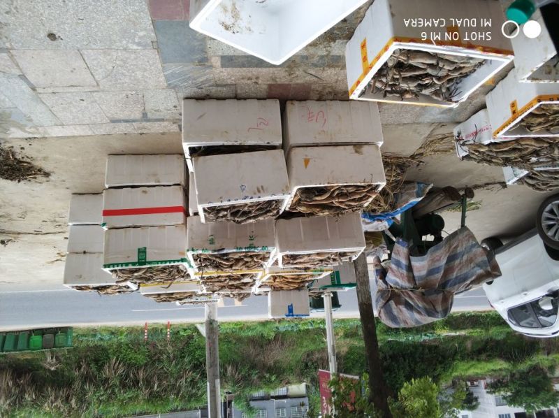 江西莲藕种苗太空36号种苗藕种白莲种苗高产籽莲品种种苗