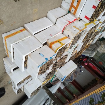 江西莲藕种苗太空36号种苗藕种白莲种苗高产籽莲品种种苗