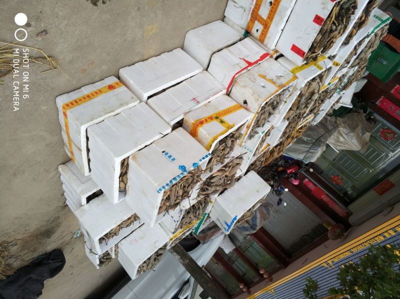 江西莲藕种苗太空36号种苗藕种白莲种苗高产籽莲品种种苗