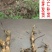 江西莲藕种苗太空36号种苗藕种白莲种苗高产籽莲品种种苗