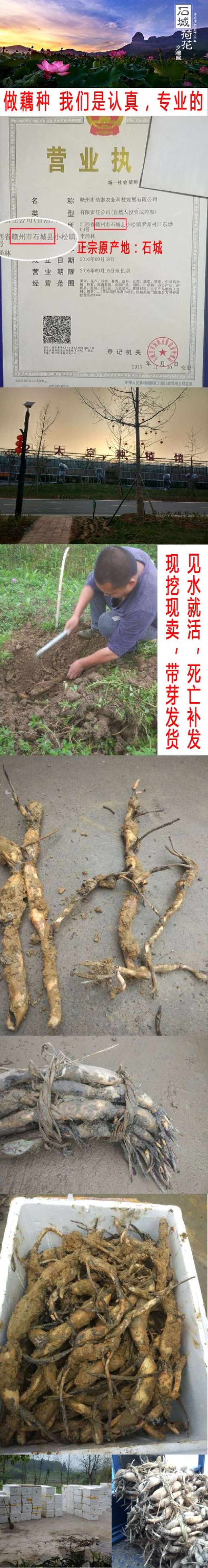 江西莲藕种苗太空36号种苗藕种白莲种苗高产籽莲品种种苗