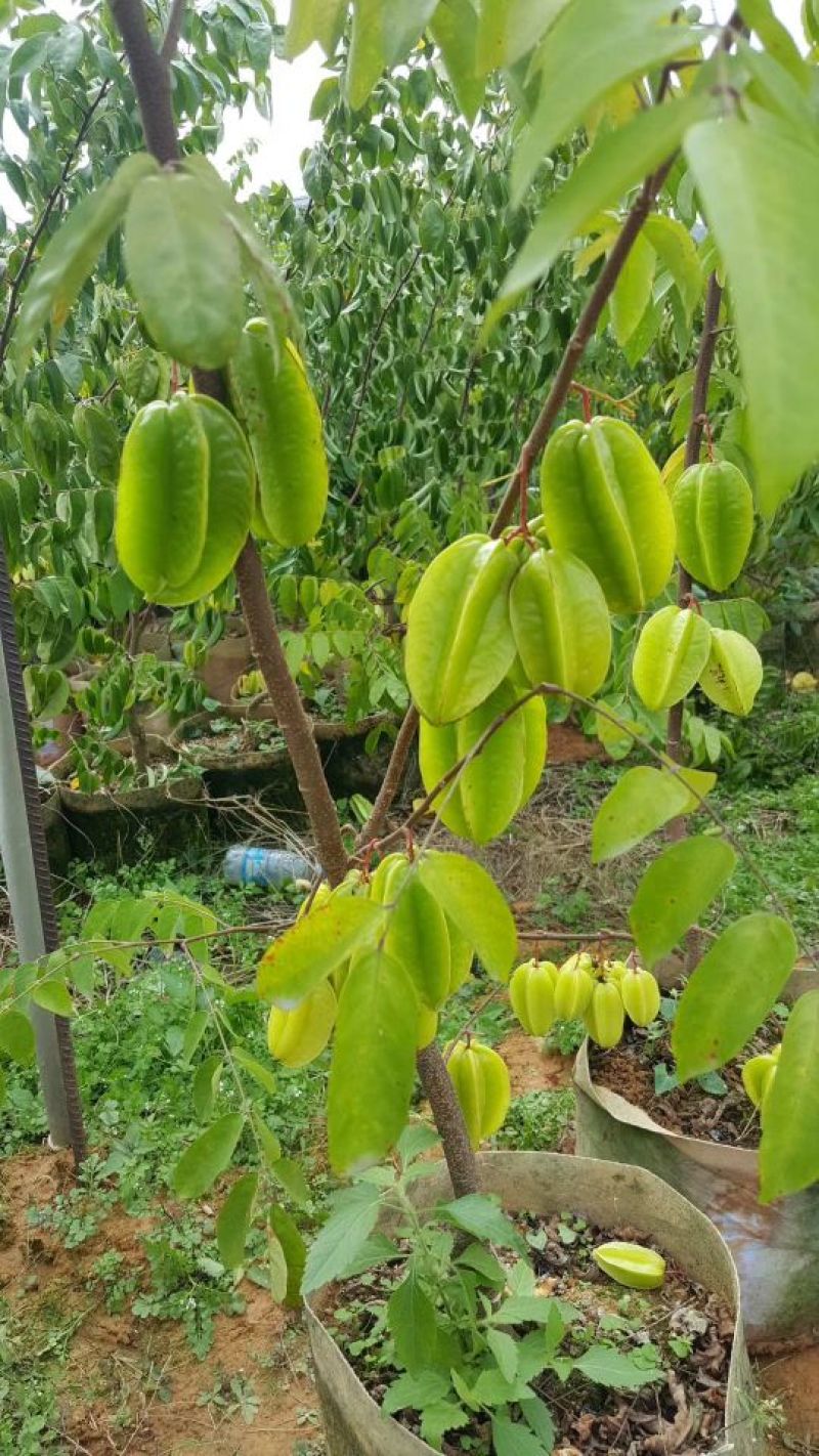 杨桃苗