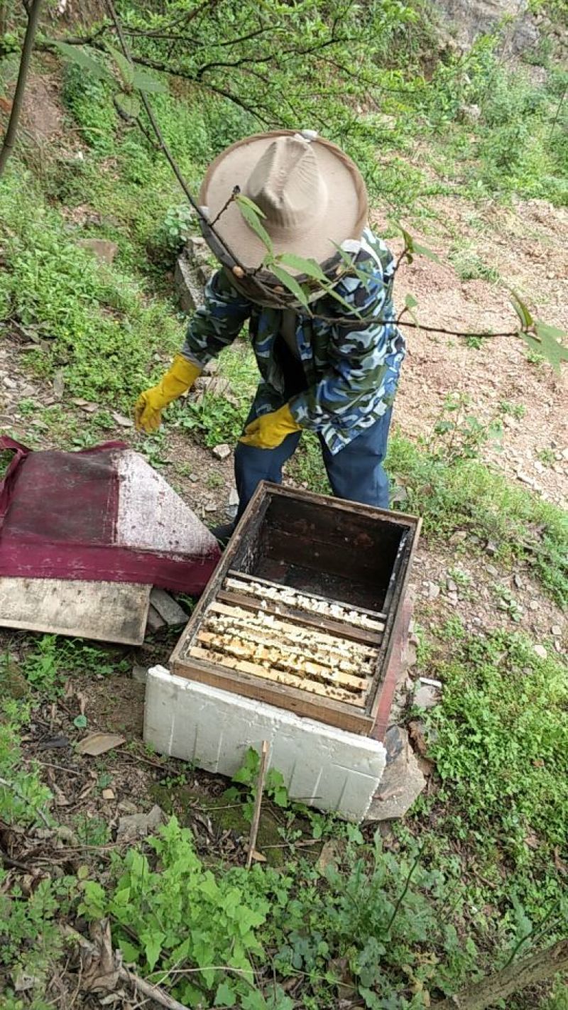 麻阳大山里的百花蜜，浓浓的花香味