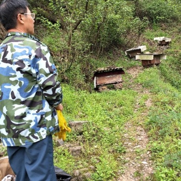 麻阳大山里的百花蜜，浓浓的花香味