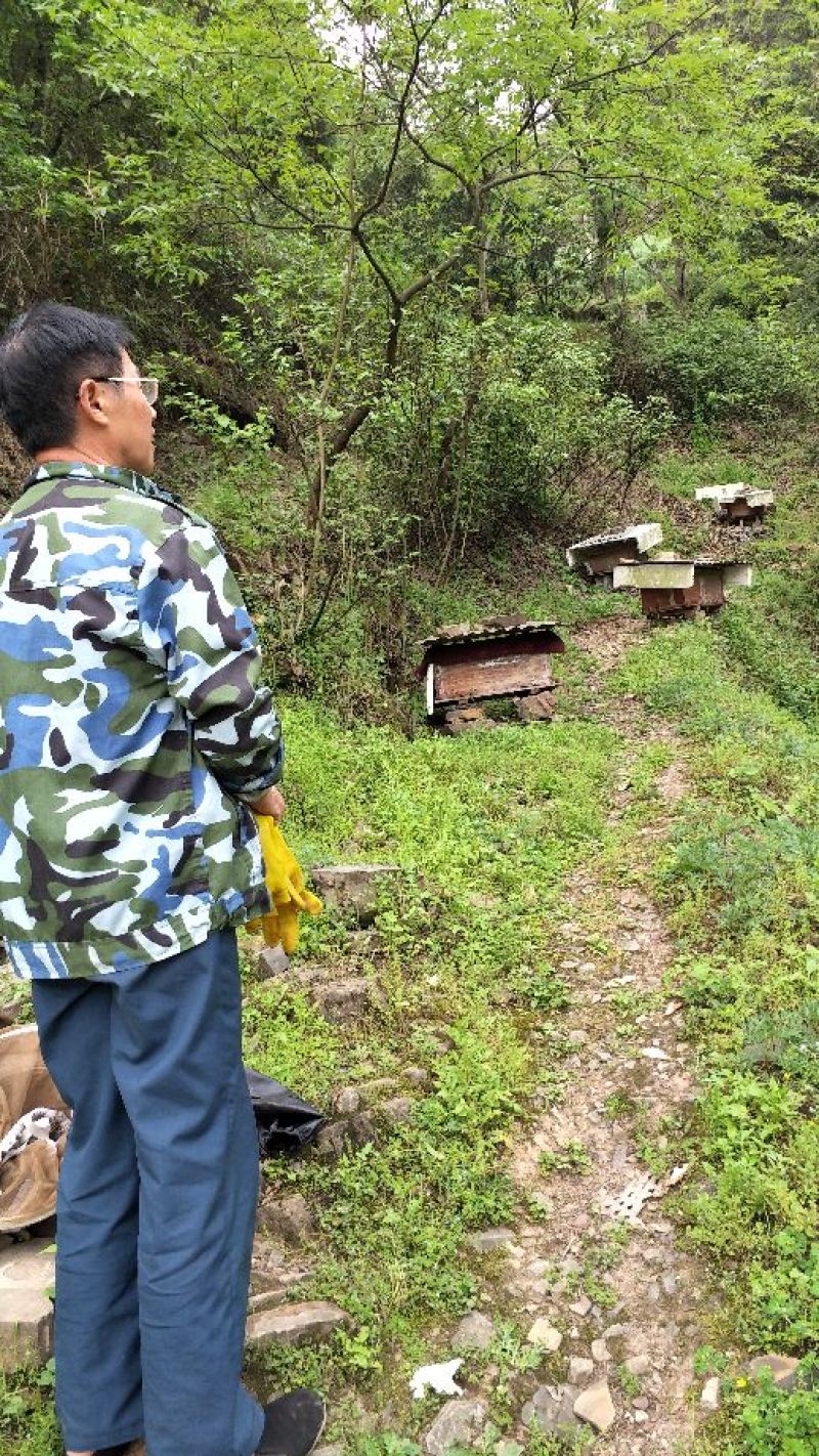 麻阳大山里的百花蜜，浓浓的花香味