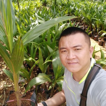 椰子树苗
