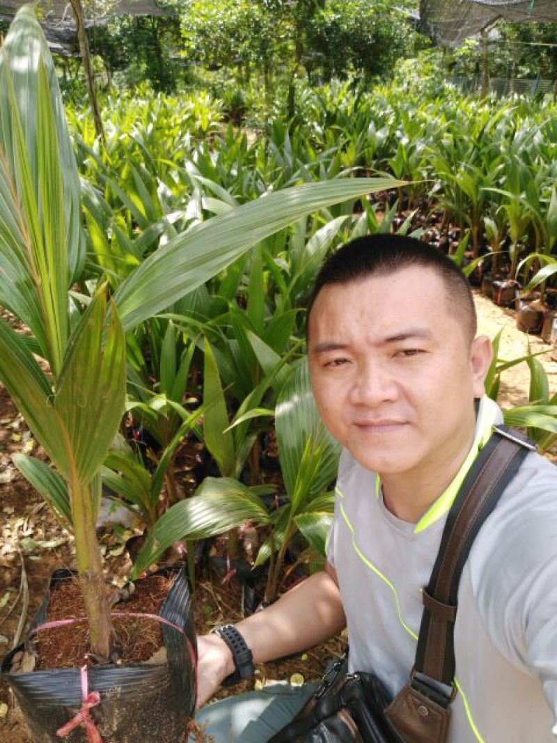 椰子树苗
