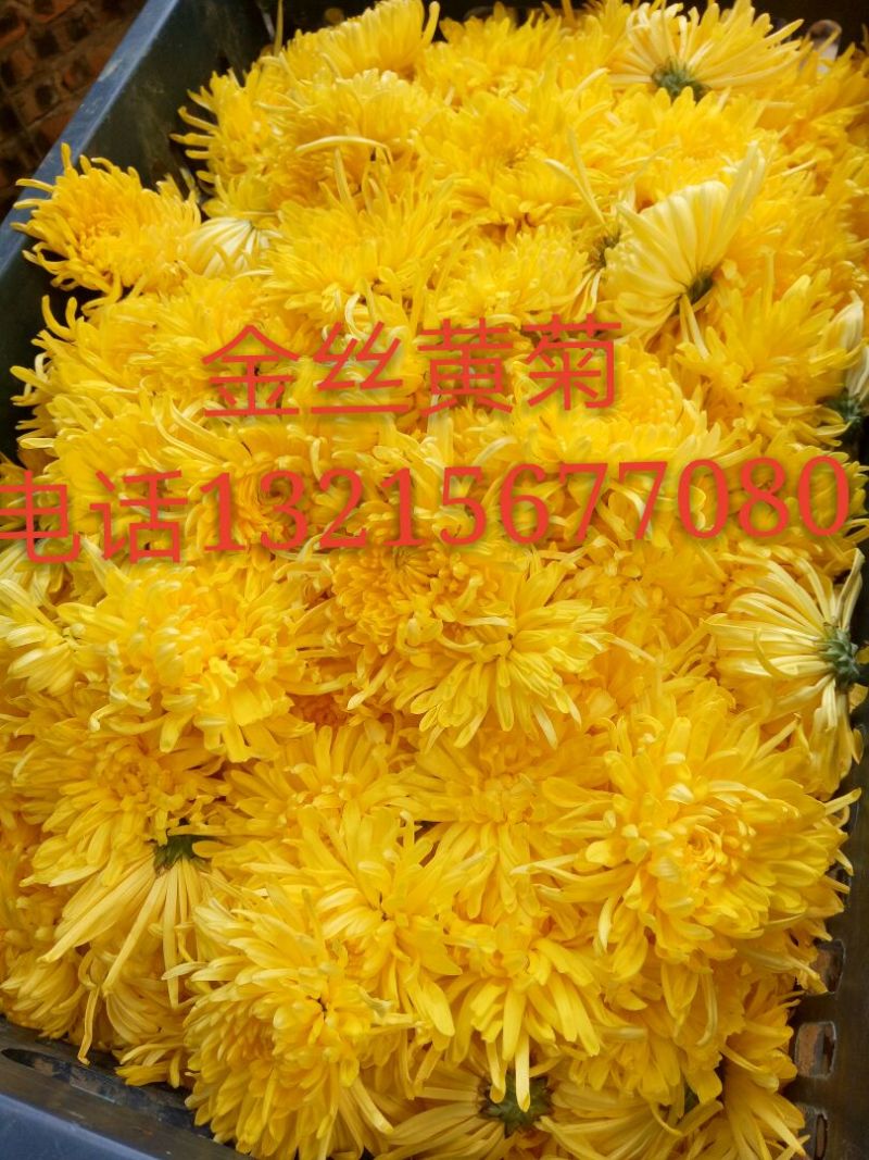 菊花苗
