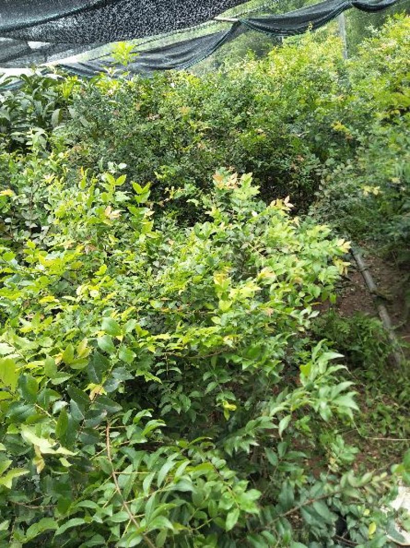 嘉宝果树苗3年