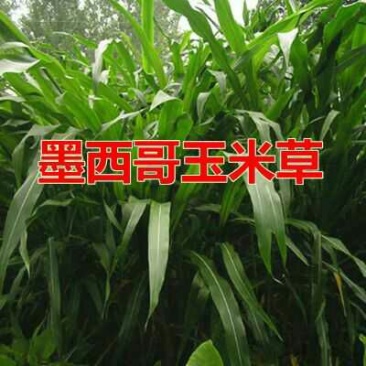 进口墨西哥玉米草种子98%以上