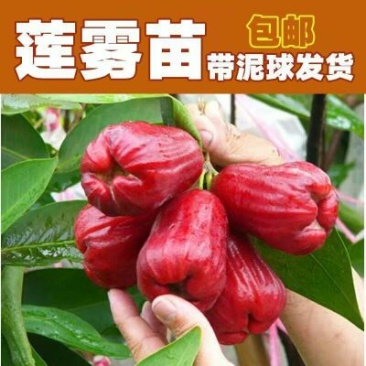 黑金刚莲雾苗