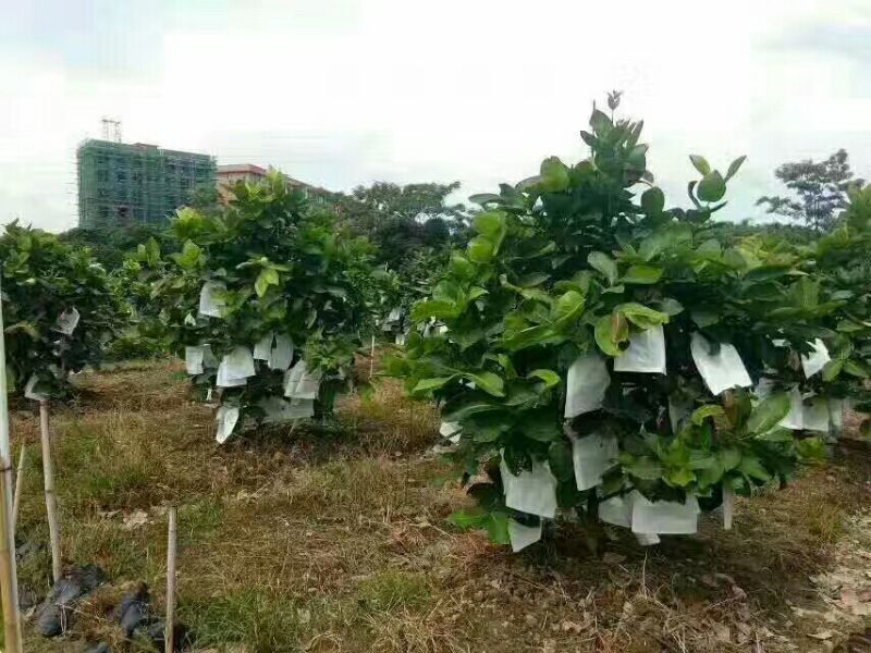 黑金刚莲雾苗