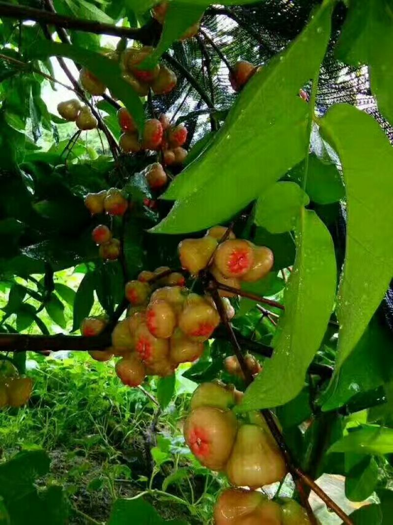 黑金刚莲雾苗