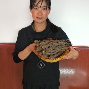 甘肃岷县小当归全是批发价