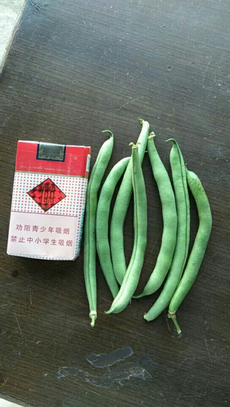 四季豆10~15cm，可视频看货，量大从优，全国代发。