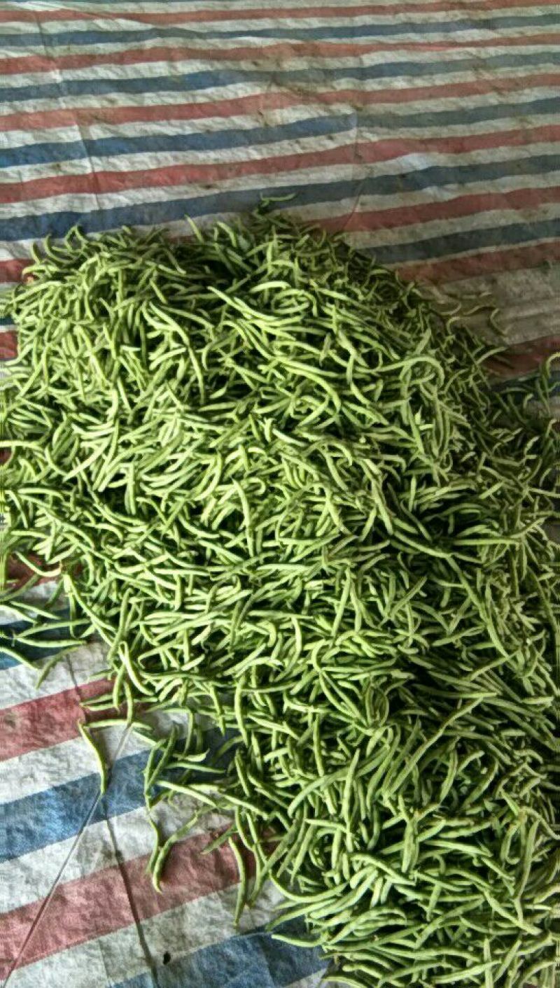 四季豆10~15cm，可视频看货，量大从优，全国代发。